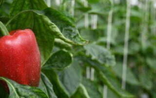 active dehumidification pepper greenhouse