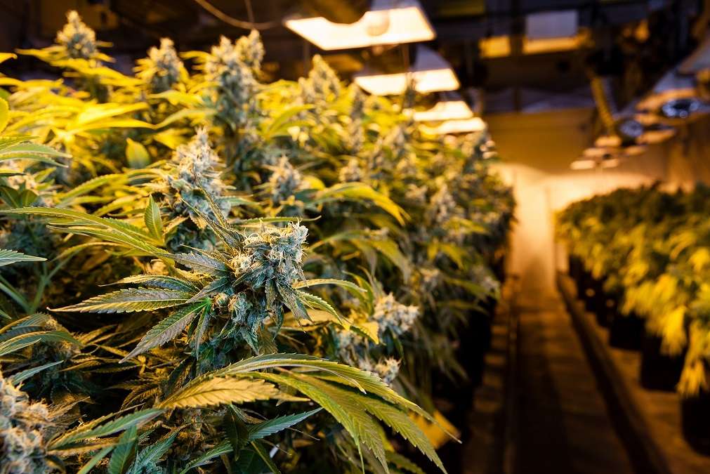Cannabis Indoor Grow Room|cannabis botrytis humidity disease||