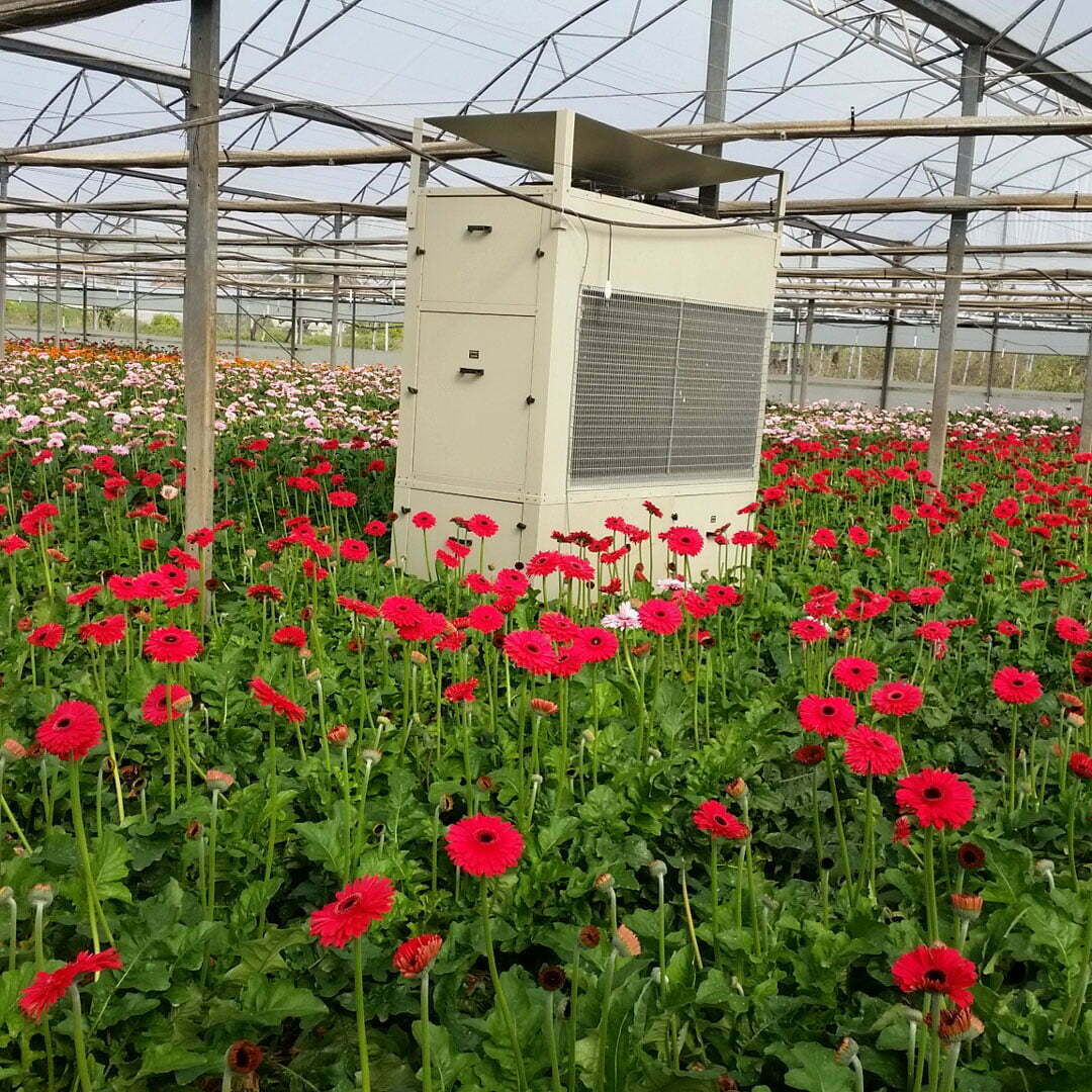 La deshumidificación mejora el cultivo de flores