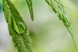 Druppels water op cannabisplant - uitdagingen bij het kweken van cannabis|cannabisplant