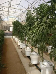 Peppers Greenhouse irrigation trials