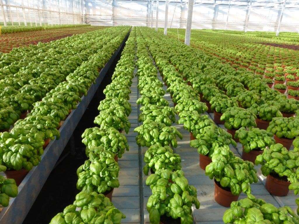 plants in a greenhouse - cold season|basil production in greenhouse