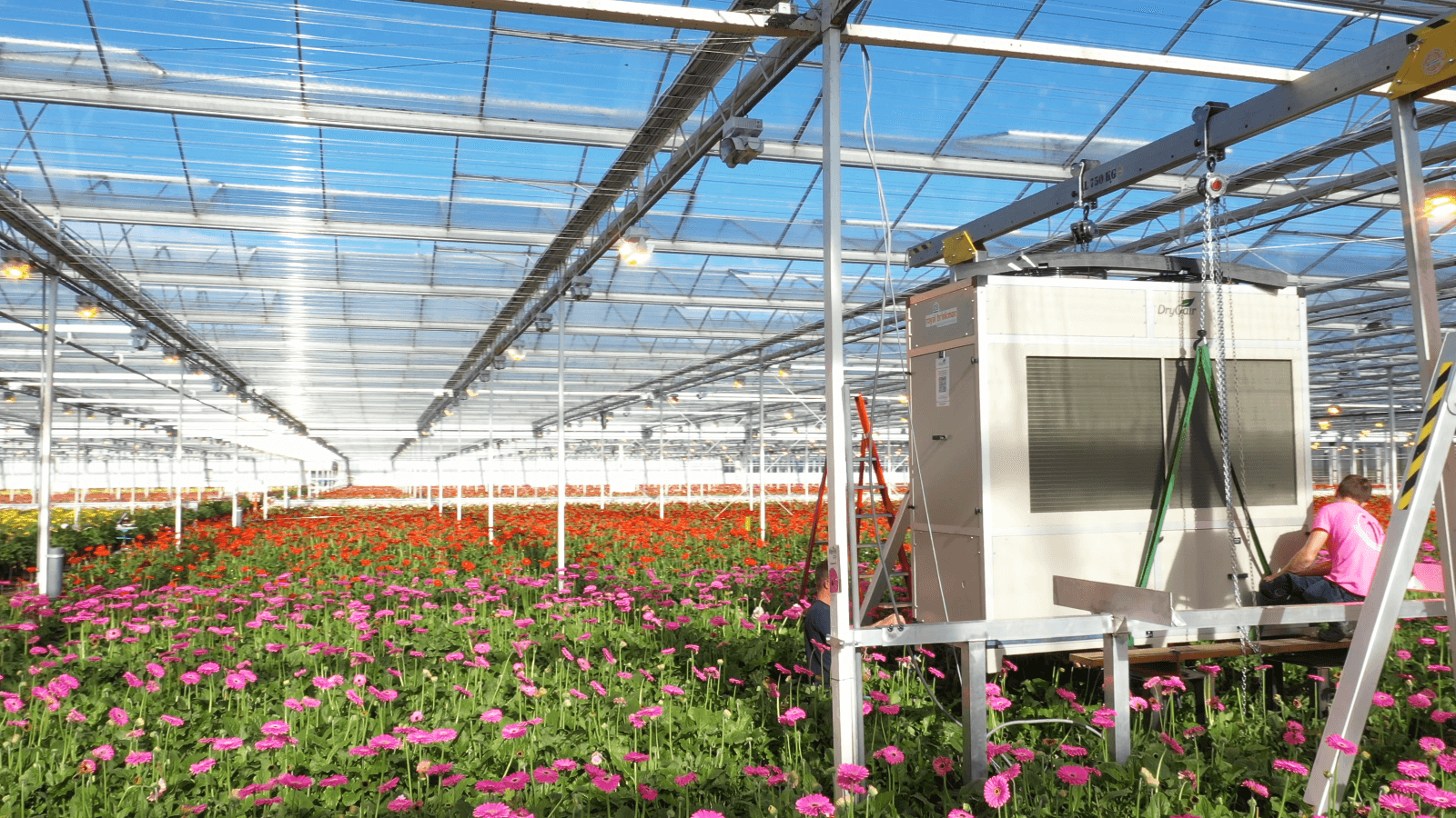 DryGair dehumidifiers gerbera greenhouse