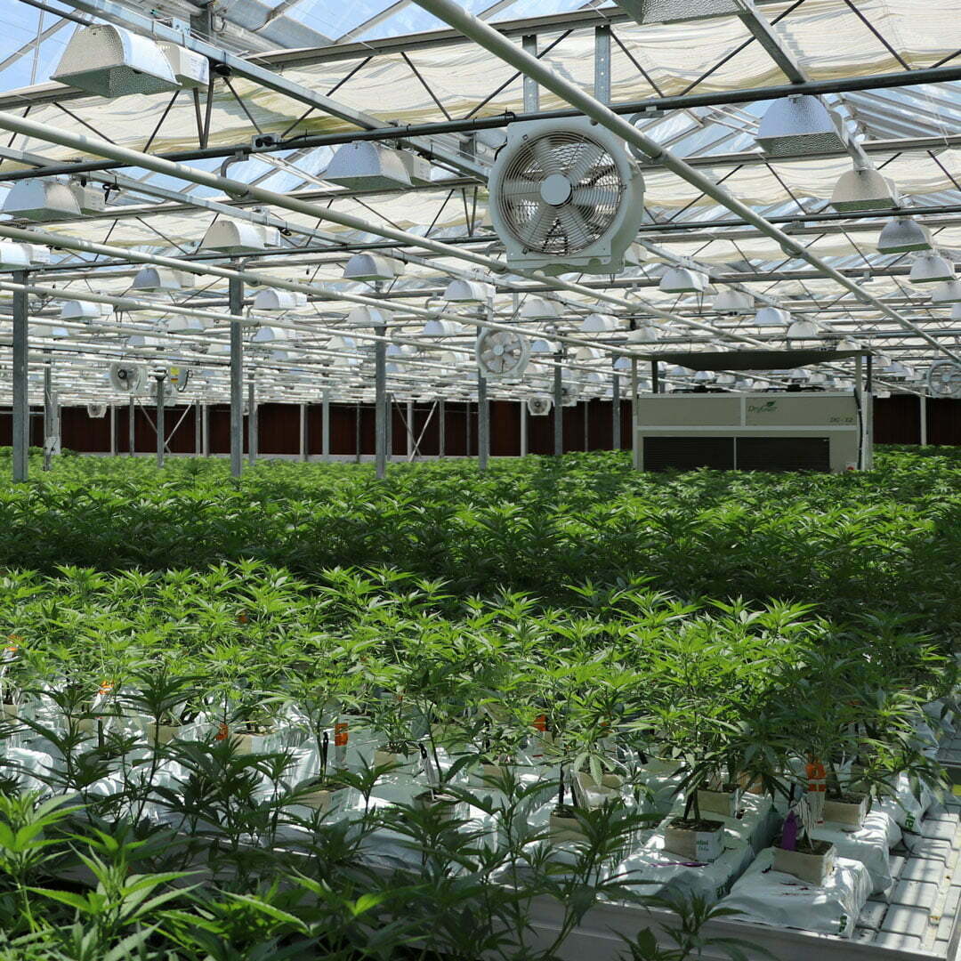 Why Climate Uniformity Is Important for Greenhouses and Grow Rooms|Why Climate Uniformity Is Important for Greenhouses and Grow Rooms|||