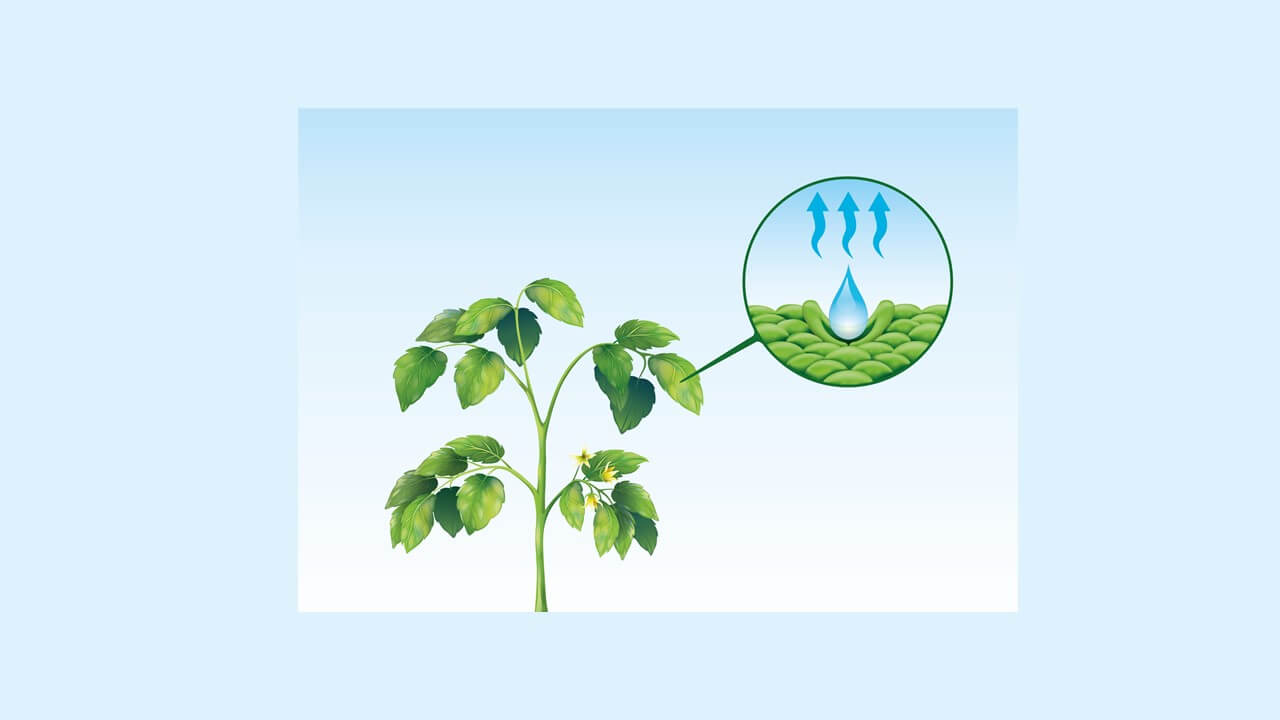 |Stimuleren plantengroei in kassen met luchtcirculatie en vochtigheidsregeling