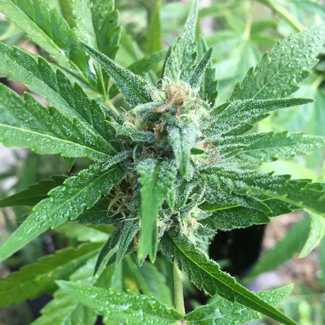 Invernadero de plantas de cannabis húmedo drygair - desafía el cultivo de cannabis