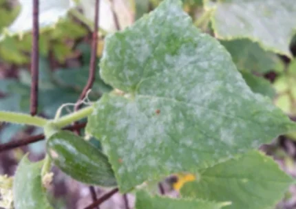 White Powdery mildew spots on cucumber leaf