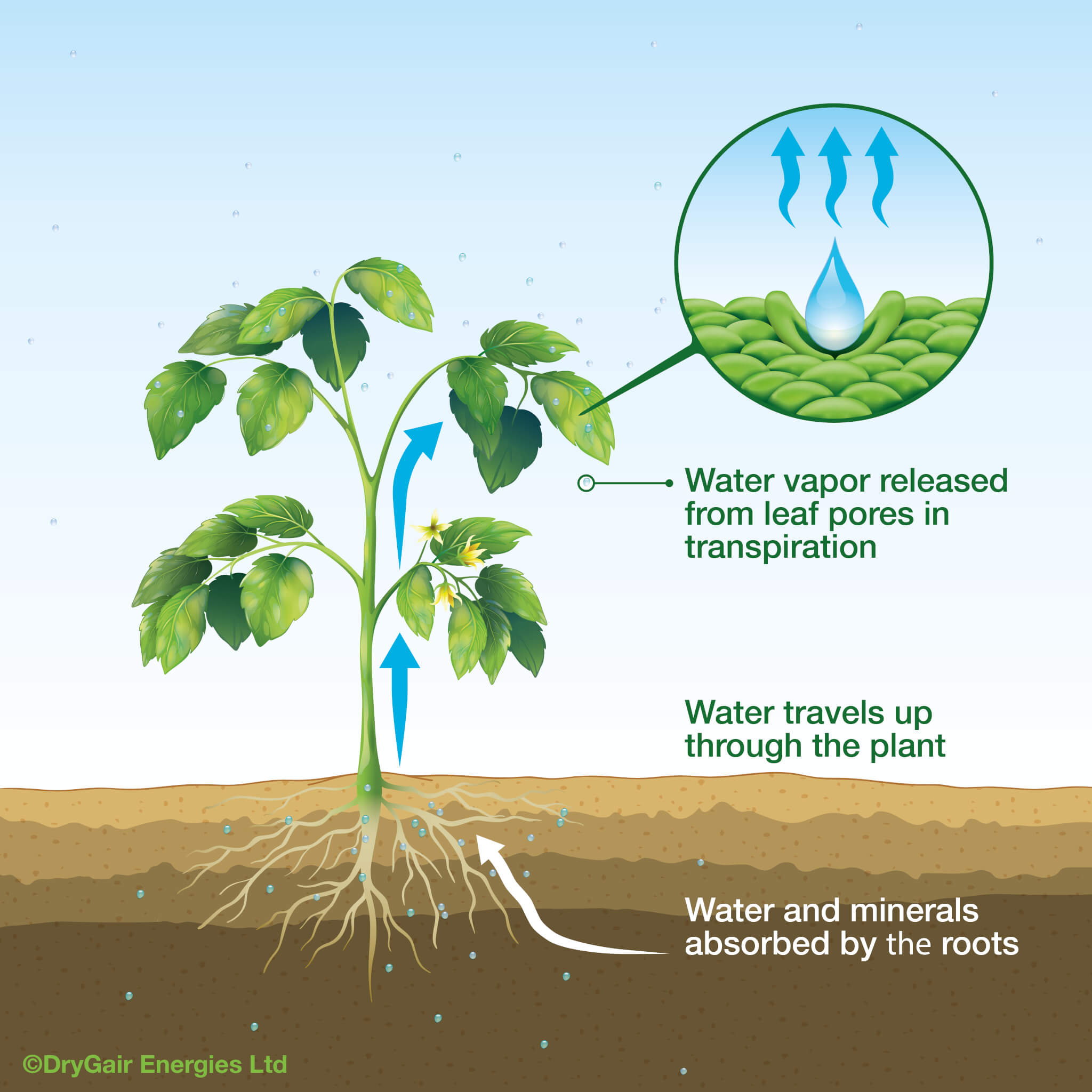 What Causes Plant Growth to Decrease 