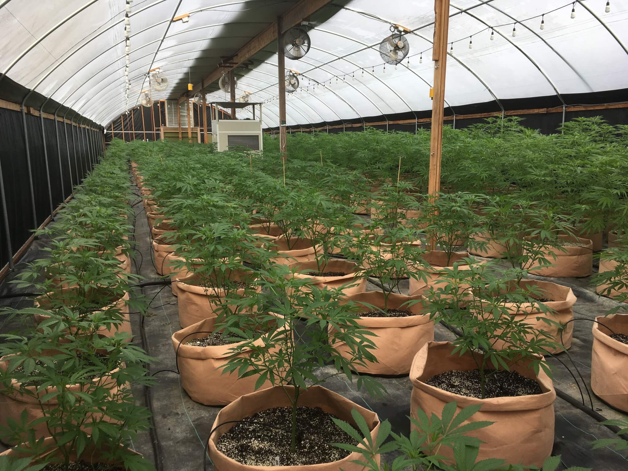 cannabis pots in greenhouse