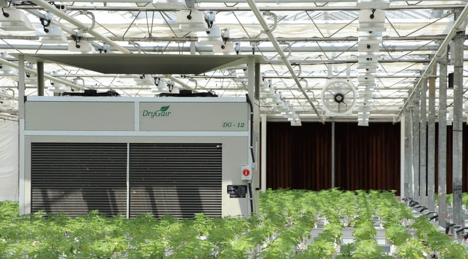 DryGair dehumidifier in cannabis greenhouse