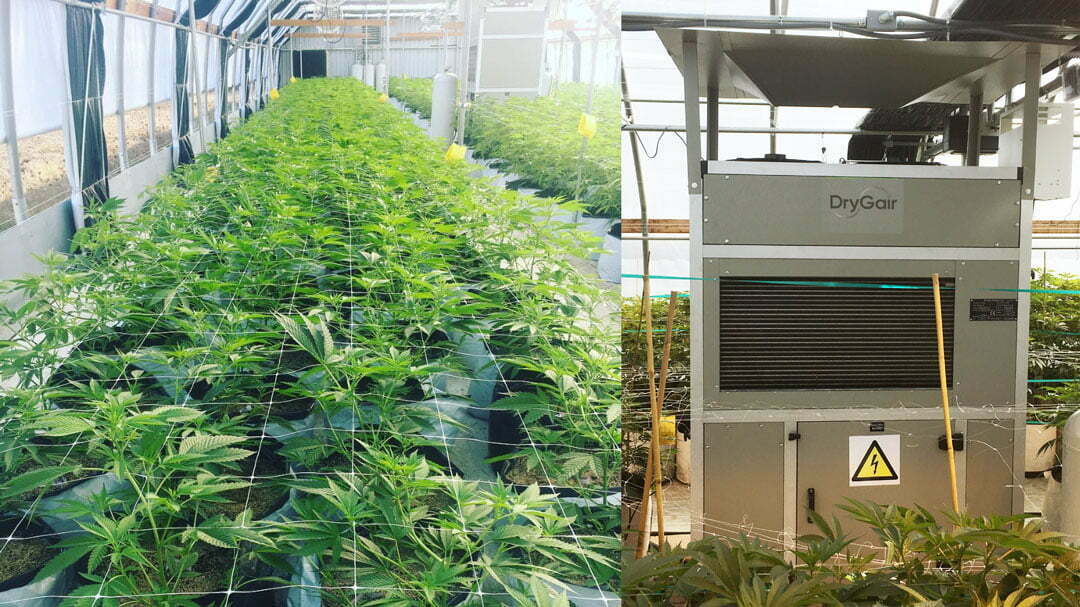 DG-3 in cannabis greenhouse