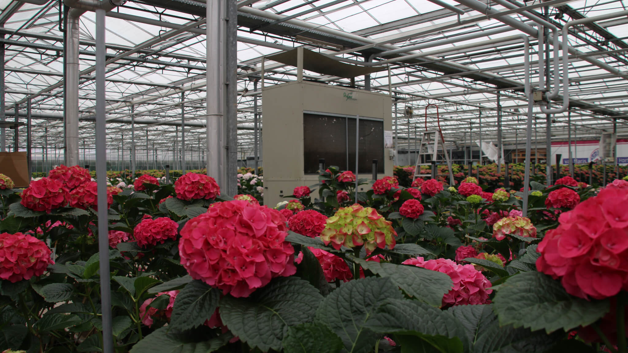 Flower greenhouse with DryGair DG-12