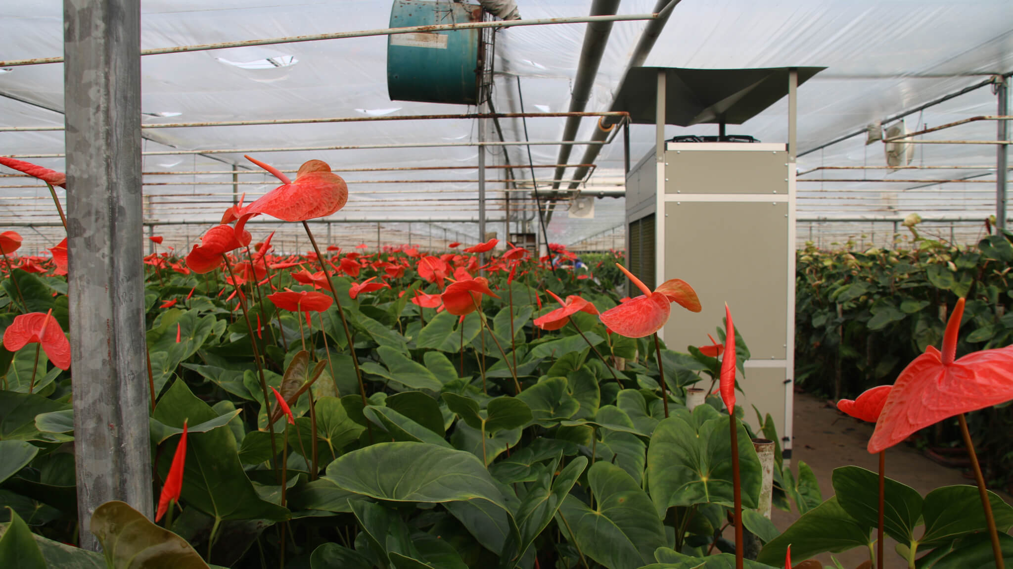 DG-6 dehumidifier in flower greenhouse