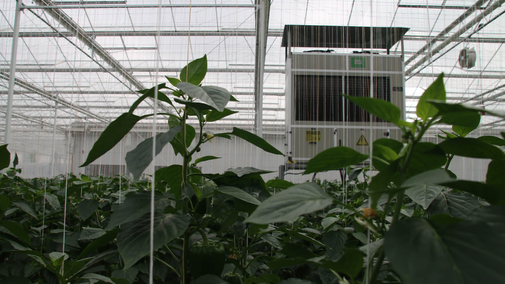 dehumidifier suspended above pepper crops