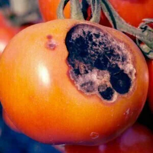 Alternaria en tomate