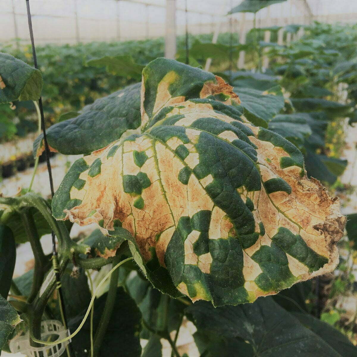 Gele vlekken op bovenkant komkommerblad