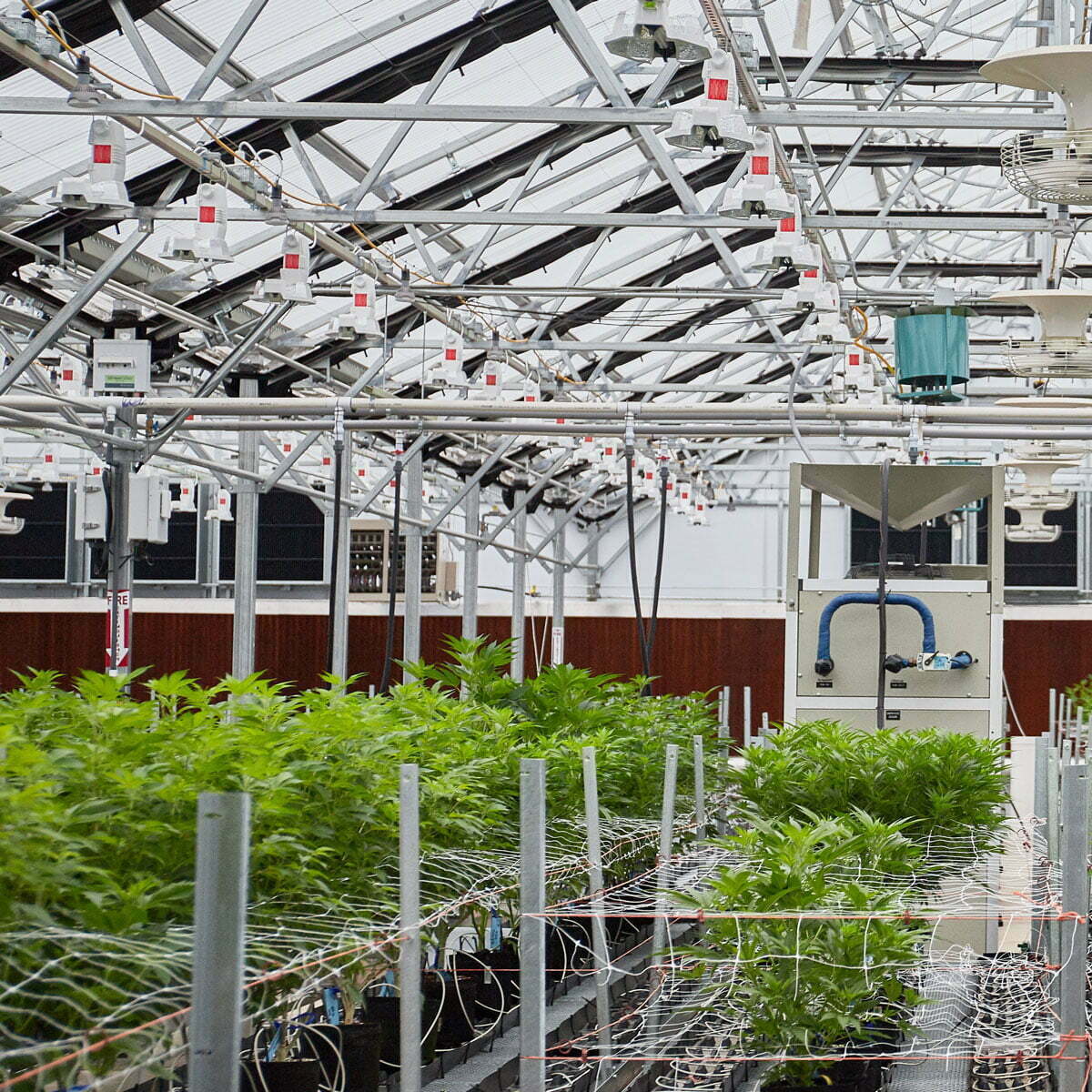 dehumidification system in cannabis greenhouse