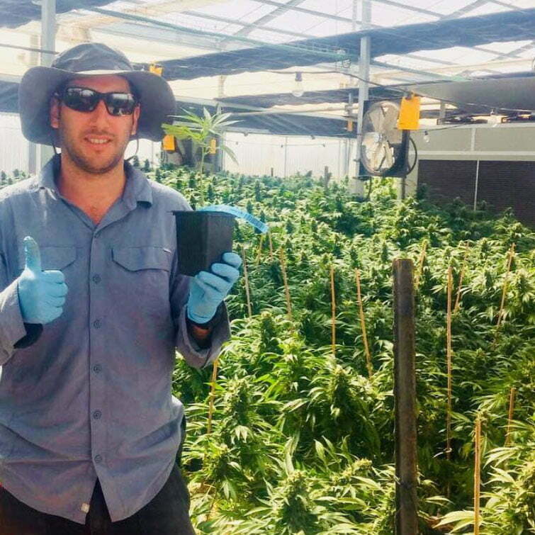 agronomist in cannabis nursery