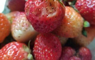 bacterial soft rot on strawberry