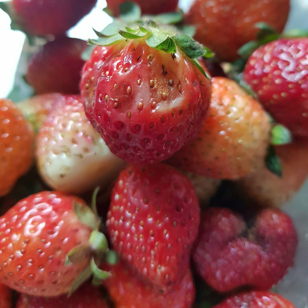 bacterial soft rot on strawberry