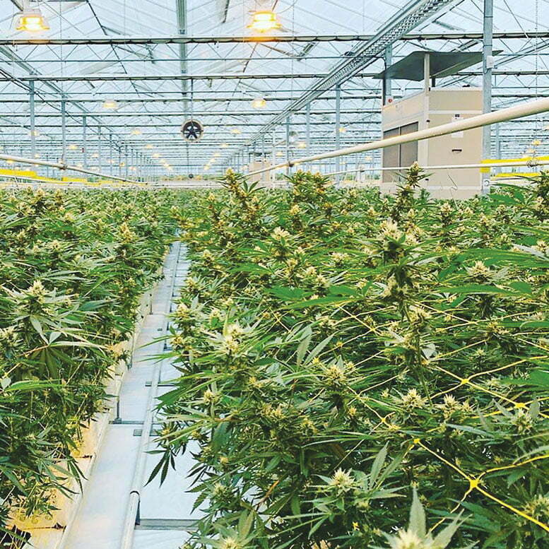 cannabis greenhouse and dehumidifier