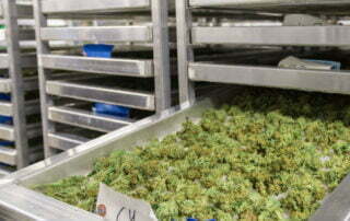cannabis post-harvest drying