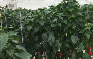 pepper greenhouse
