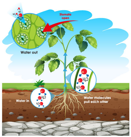 Transpiration process in plants transpiration process in plants