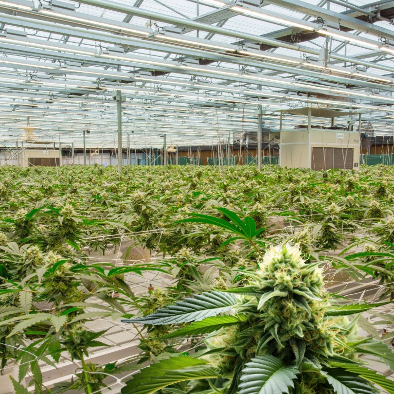 HVAC Loads & Cannabis Dehumidification DryGair Insights