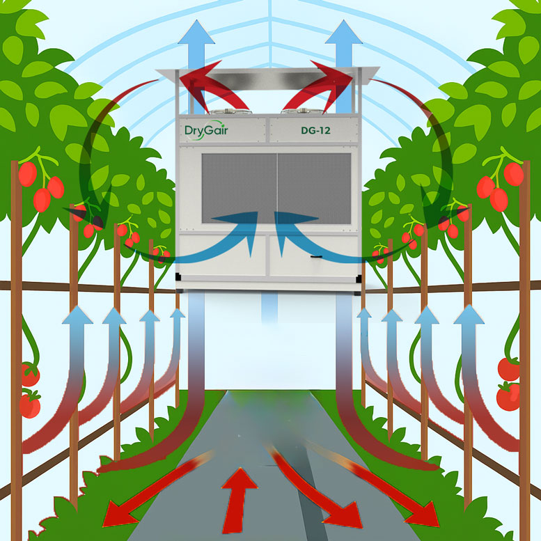 vertical-air-circulation-with-drygair-sketch Integrated DryGair DG-12 dehumidification and vertical airflow in a cherry tomato greenhouse—ensuring uniform climate for 25%+ yield boosts and disease prevention.